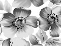 xsh500 flores en blanco y negro